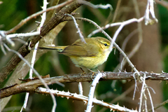 Phylloscopus canariensis canariensis