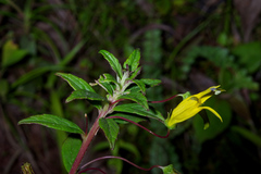 Siphocampylus pallidus