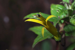 Siphocampylus pallidus