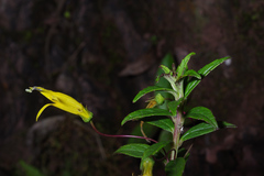 Siphocampylus pallidus