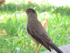 Turdus falcklandii magellanicus