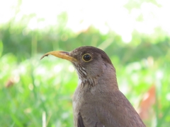 Turdus falcklandii magellanicus