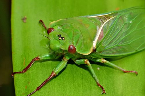 Cyclochila australasiae