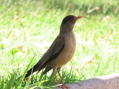 Turdus falcklandii magellanicus