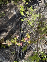 Adenanthos meisneri