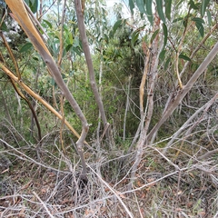 Eucalyptus luehmanniana