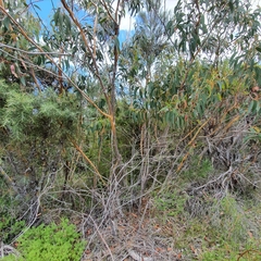 Eucalyptus luehmanniana