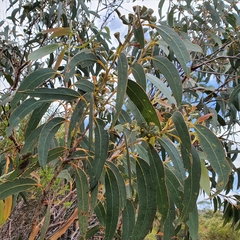 Eucalyptus luehmanniana