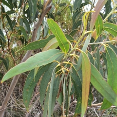 Eucalyptus luehmanniana