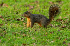 Sciurus niger