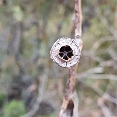 Eucalyptus luehmanniana