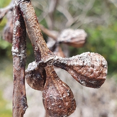 Eucalyptus luehmanniana