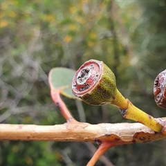 Eucalyptus luehmanniana