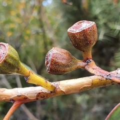 Eucalyptus luehmanniana