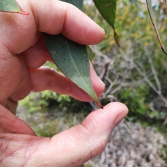 Eucalyptus luehmanniana