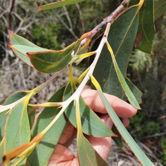 Eucalyptus luehmanniana