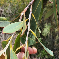 Eucalyptus luehmanniana