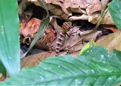 Enyalius