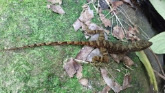 Anolis compressicauda