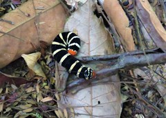 Isognathus swainsonii