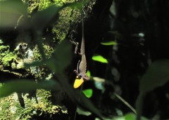 Anolis punctatus