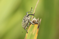 Acrotomopus microspilotus
