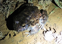 Leptodactylus vastus