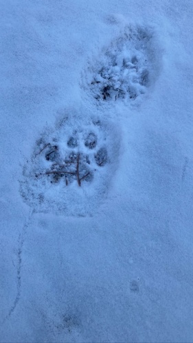 Mountain Lion photographed in South Dakota