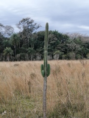 Cereus stenogonus