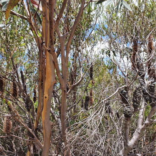 Image of Eucalyptus luehmanniana by (c) ronavery, some rights reserved (CC BY)