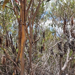 Eucalyptus luehmanniana