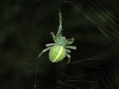 Araneus psittacinus