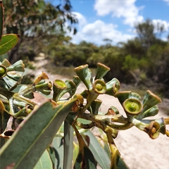 Eucalyptus luehmanniana