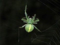 Araneus psittacinus