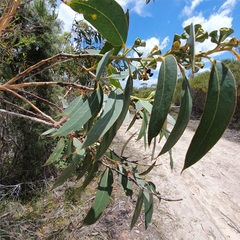 Eucalyptus luehmanniana