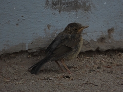 Turdus falcklandii magellanicus
