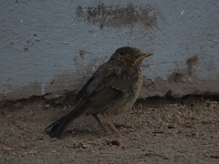 Turdus falcklandii magellanicus