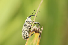 Acrotomopus microspilotus