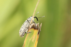 Acrotomopus microspilotus