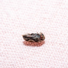 Leanobium flavomaculatum