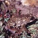Páramo Toad - Photo (c) Antonio W. Salas, some rights reserved (CC BY), uploaded by Antonio W. Salas