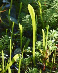 Lilaeopsis carolinensis