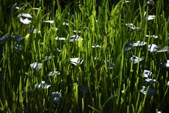 Lilaeopsis carolinensis