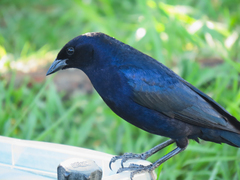 Molothrus bonariensis