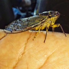 Adusella signata