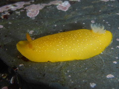 Doriopsilla fulva
