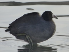 Fulica americana