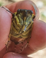 Adusella signata
