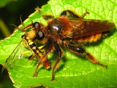 Laphria rufa