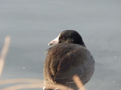 Fulica americana
